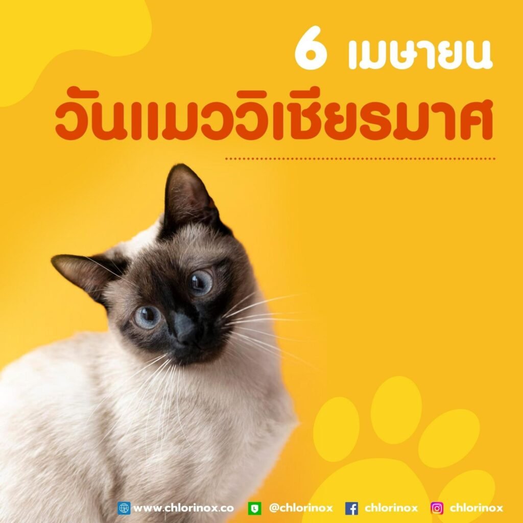 6 เมษายน วันแมววิเชียรมาศ หรือ วันแมวไทยประจำชาติอเมริกา